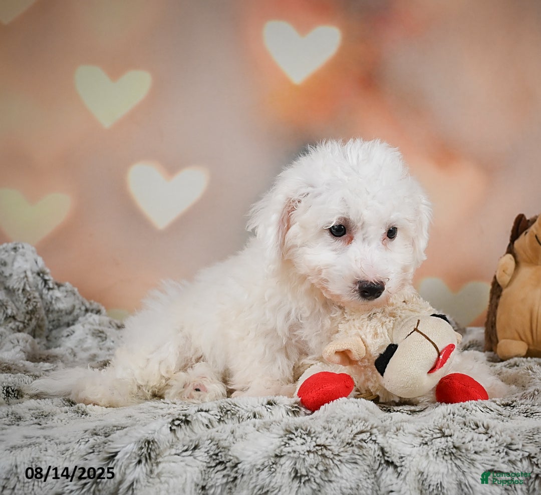 Bichon Frise dogs for sale: Bendict - Image 9