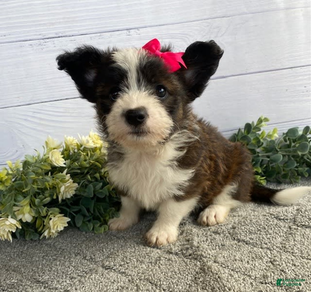 Shorkie dogs for sale: Sandy - Image 2