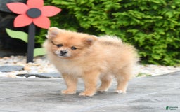 Pomeranian dogs for sale: Apollo - Image 2