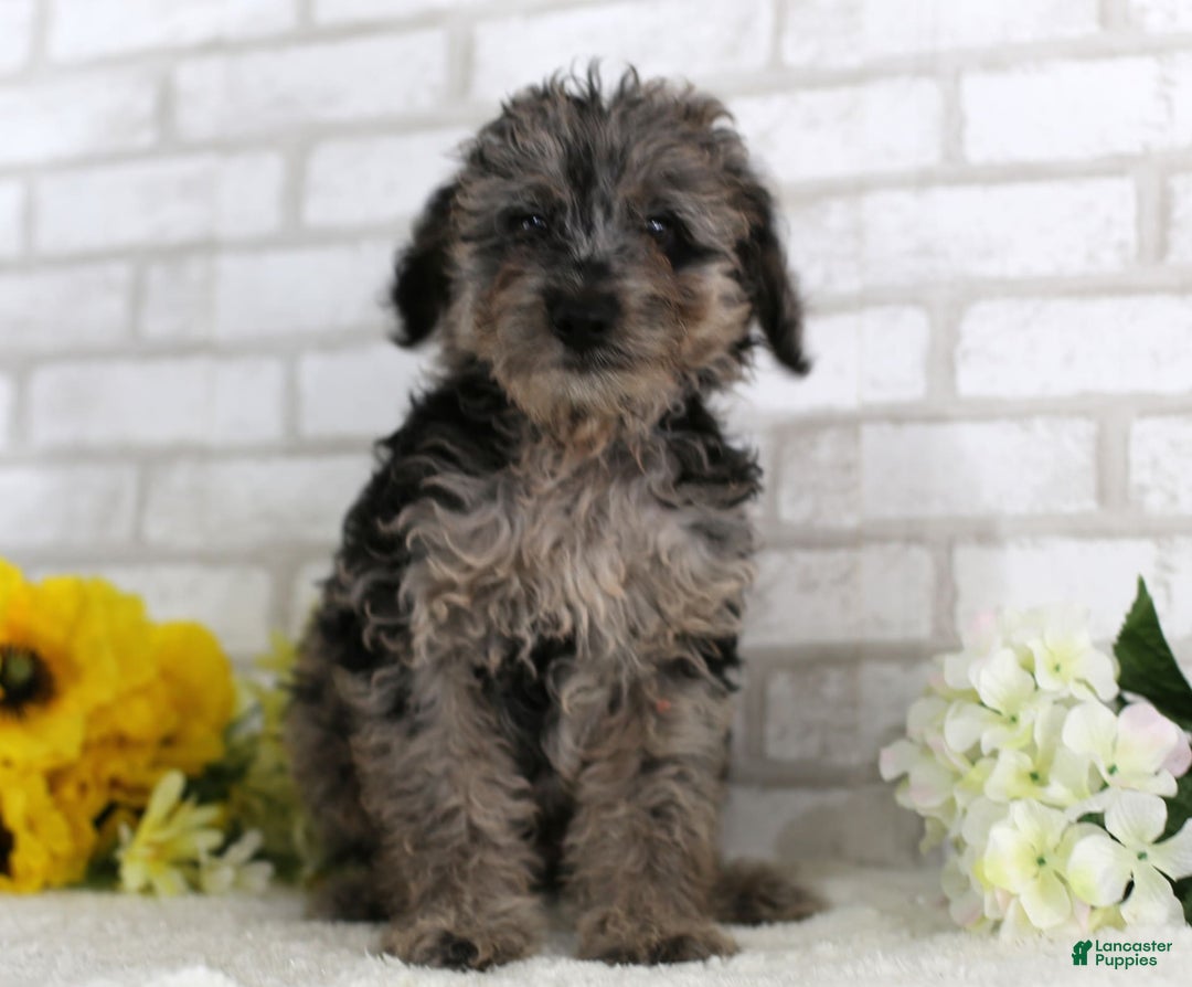 Mini Aussiedoodle dogs for sale: Firecracker - Image 1