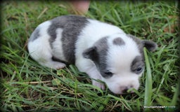 Chihuahua dogs for sale: Cedro - Image 1