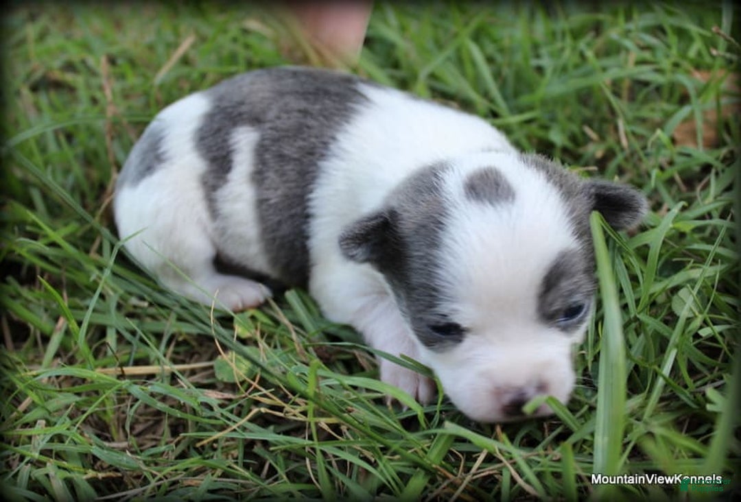 Chihuahua dogs for sale: Cedro - Image 1