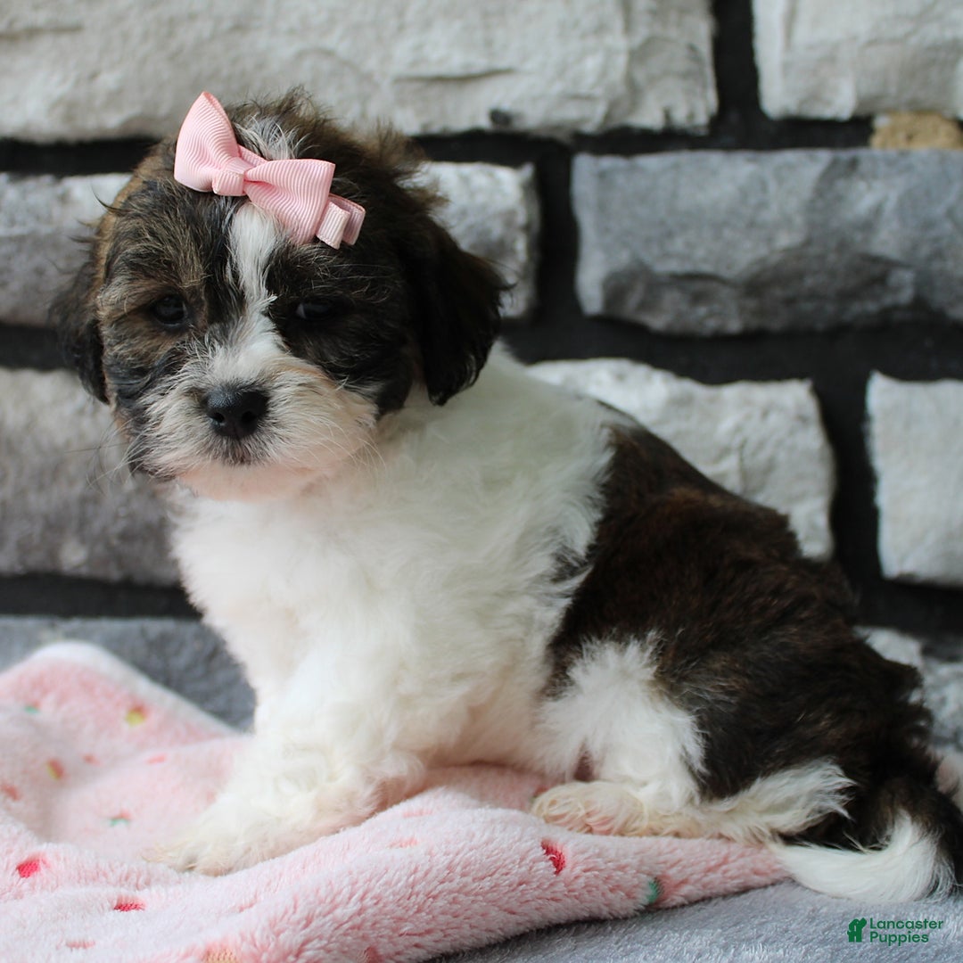 Teddy Bear dogs for sale: Addie - Image 5