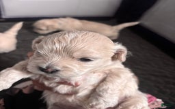 Maltese dogs for sale: Junu - Image 3