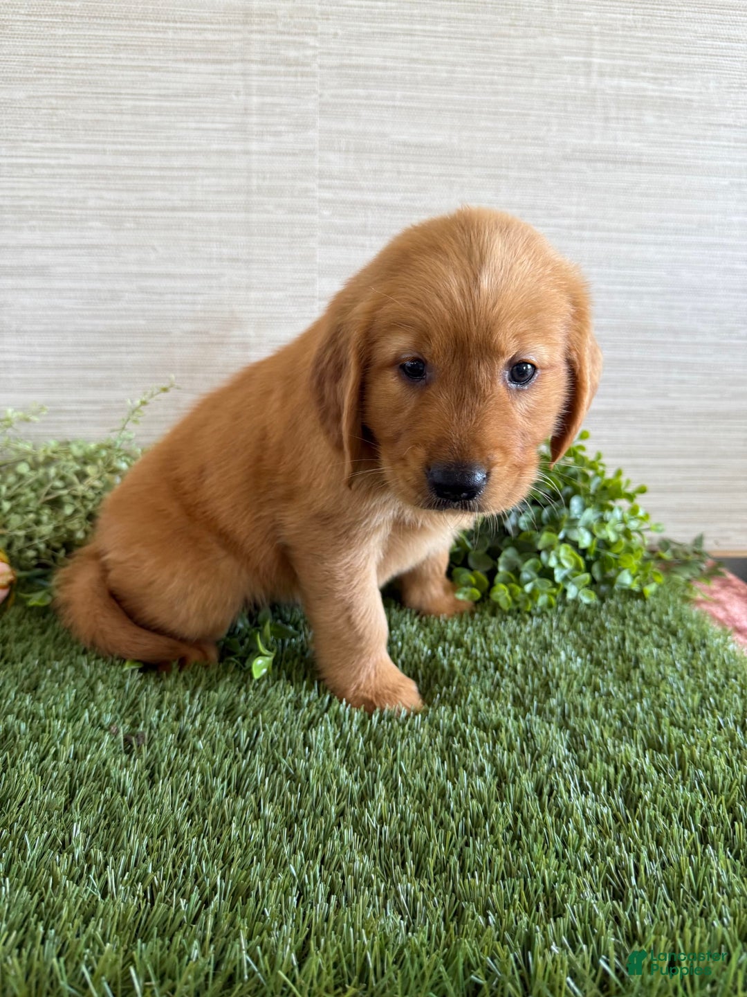 Golden Retriever dogs for sale: Lola - Image 11