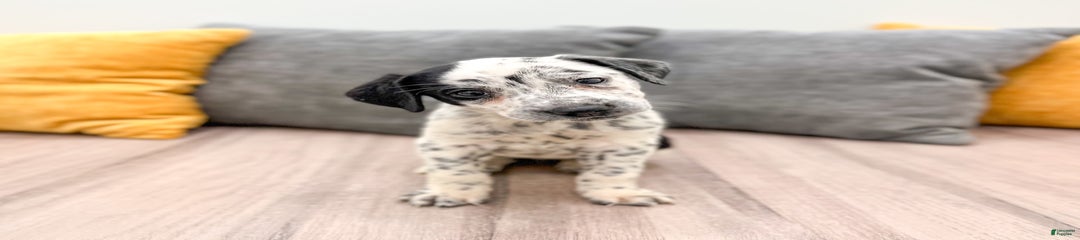 Cookie