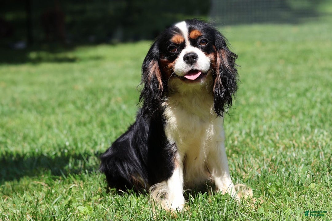 Miniature Bernese Mountain Dog dogs for sale: Gummybear - Image 12