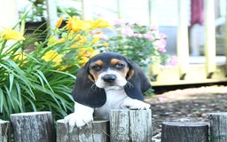 Basset Hound dogs for sale: Shanda - Image 9