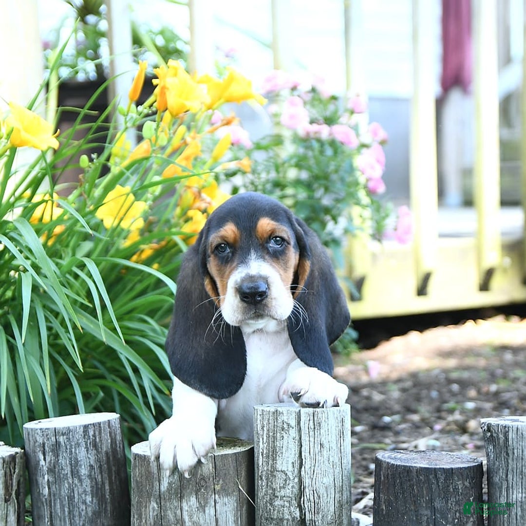 Basset Hound dogs for sale: Shanda - Image 9