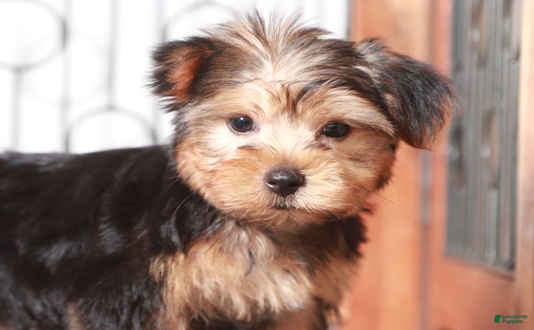 Yorkshire Terrier dogs for sale - Ad 2