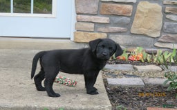 Labrador Retriever dogs for sale: Bella - Image 10