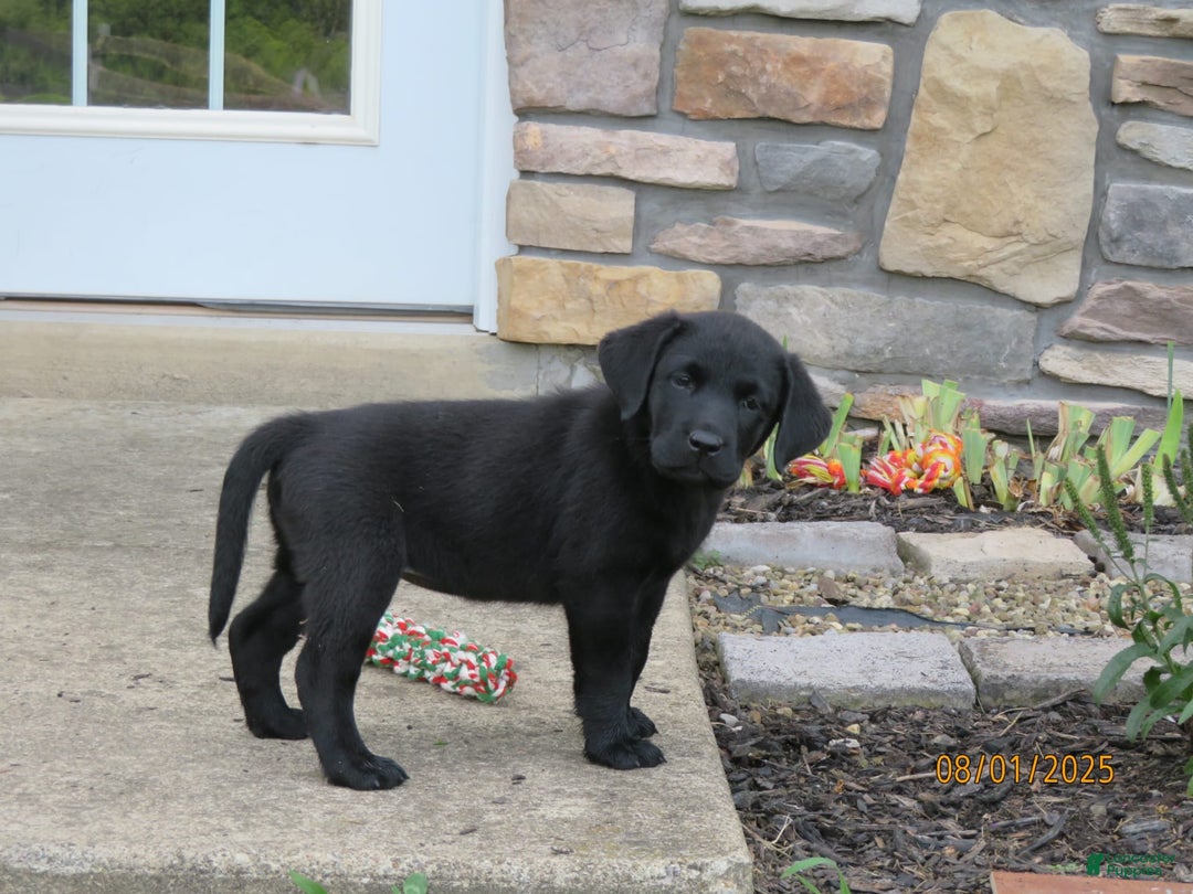 Labrador Retriever dogs for sale: Bella - Image 10