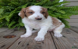 Goldendoodle dogs for sale: Willow - Image 11