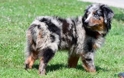 Miniature Australian Shepherd dogs for sale: Alex - Image 6