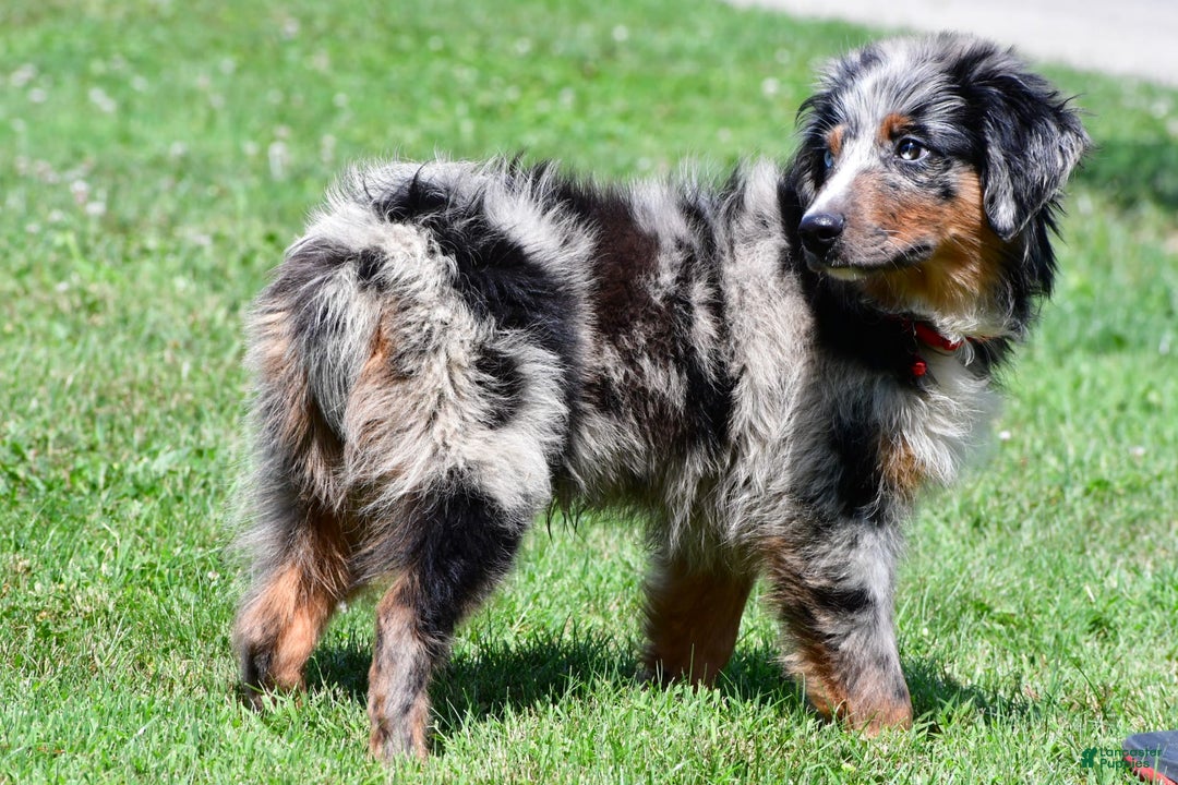 Miniature Australian Shepherd dogs for sale: Alex - Image 6