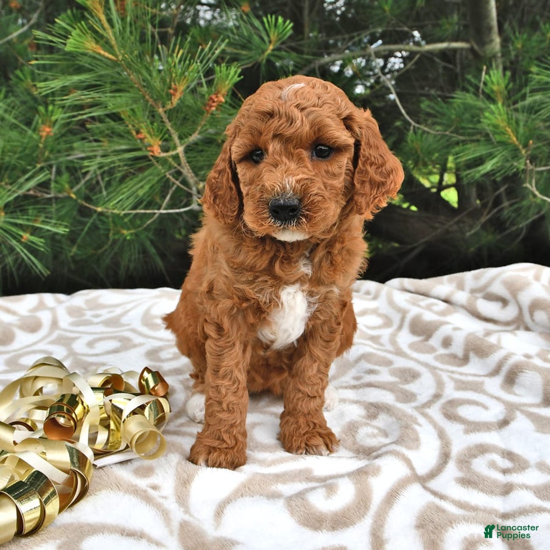 Mini Goldendoodle dogs for sale: Emily - Image 20