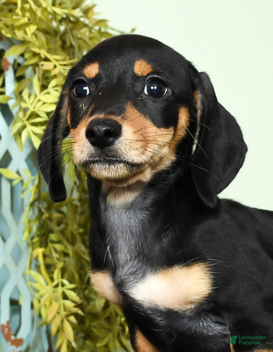 Miniature Dachshund dogs for sale: Dakota - Image 8