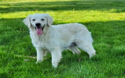 Golden Retriever dogs for sale: Emma - Image 3