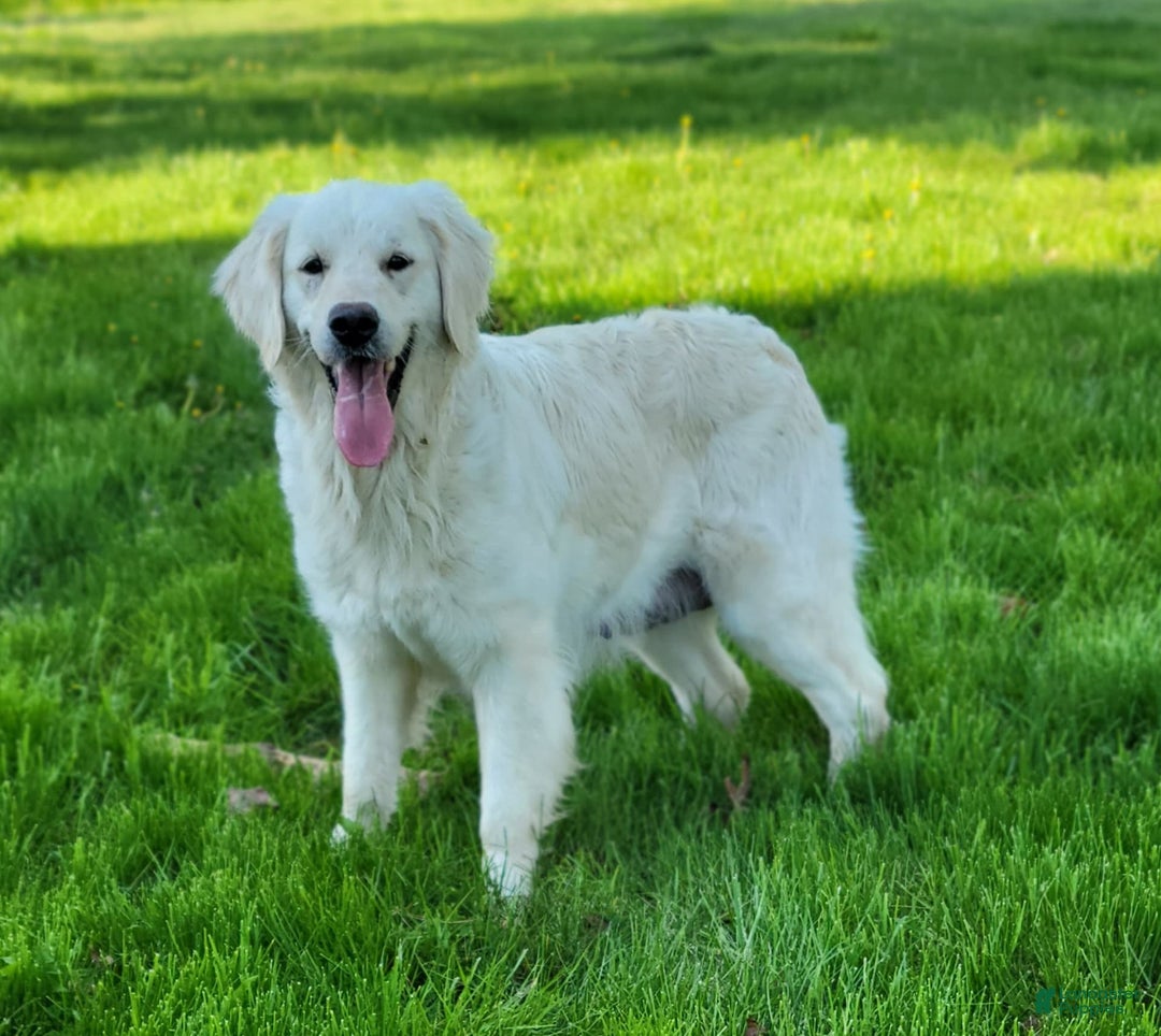 Golden Retriever dogs for sale: Emma - Image 3