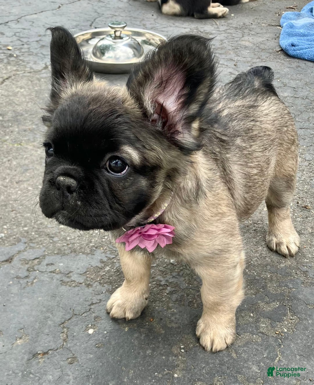 French Bulldog dogs for sale: Brooklyn - Image 6