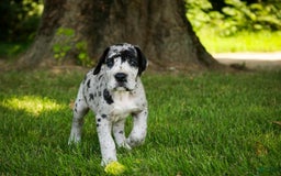 Great Dane dogs for sale: Knight - Image 8