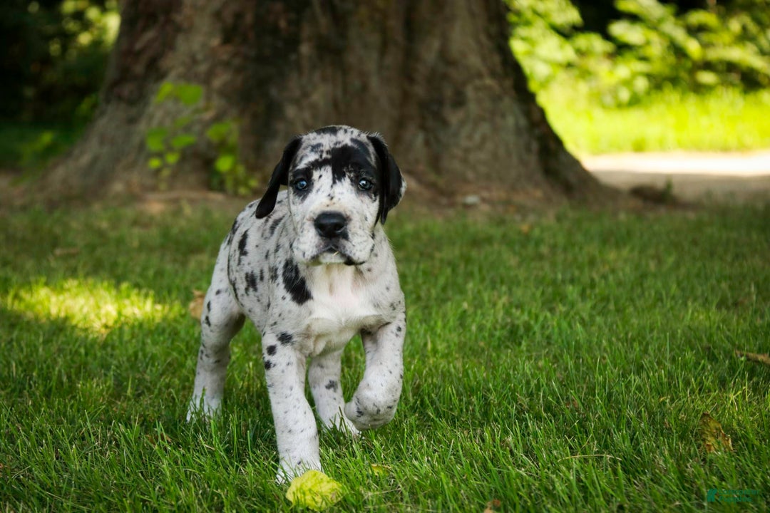 Great Dane dogs for sale: Knight - Image 8