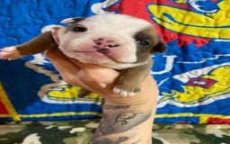 American Bulldog dogs for sale: Betty Crocker - Image 5