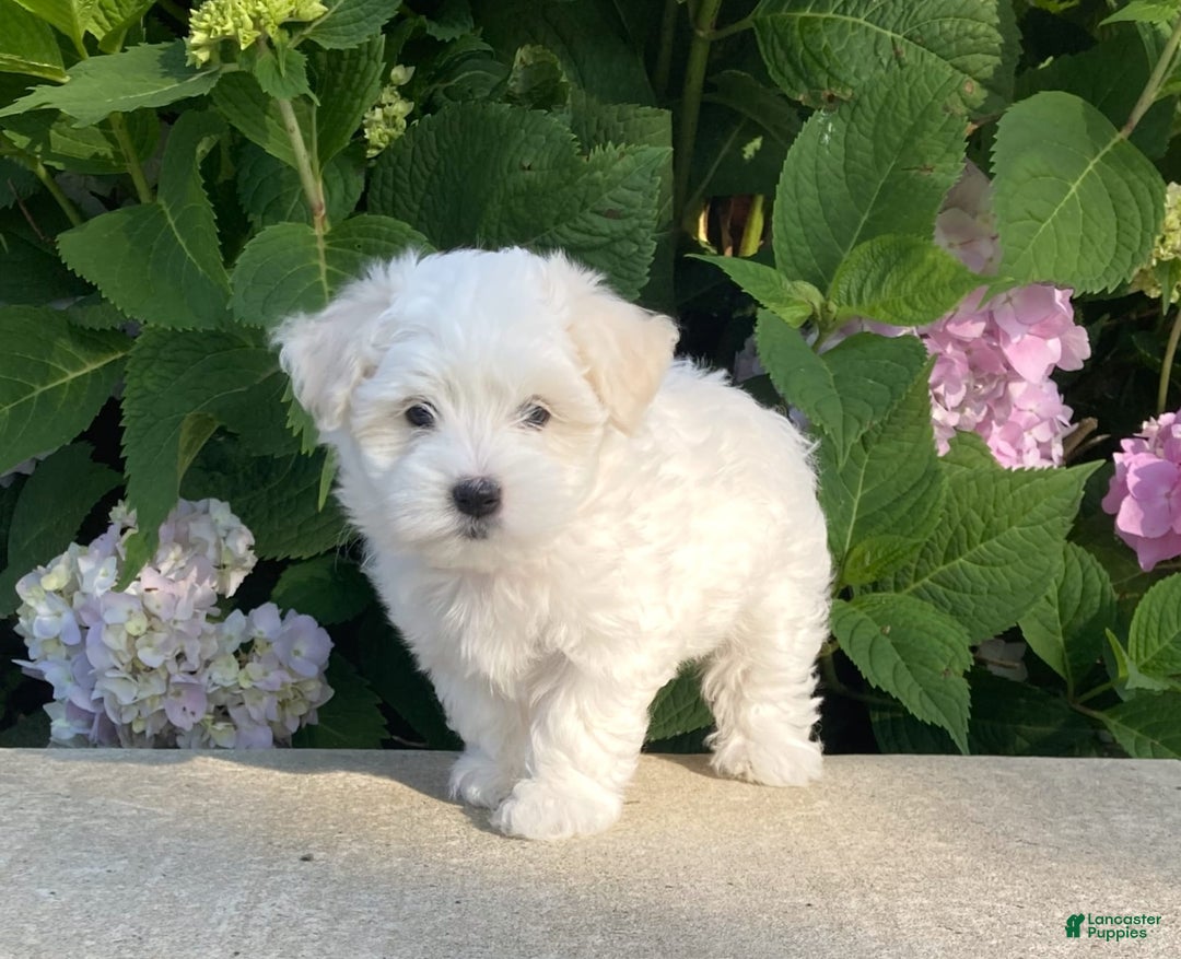 Coton De Tulear dogs for sale: Pearl - Image 2
