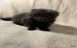 Pomeranian dogs for sale: Blue Boy - Image 1