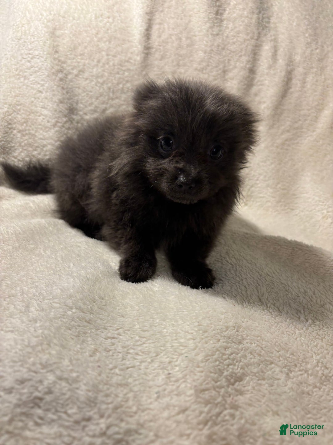 Pomeranian dogs for sale: Blue Boy - Image 1