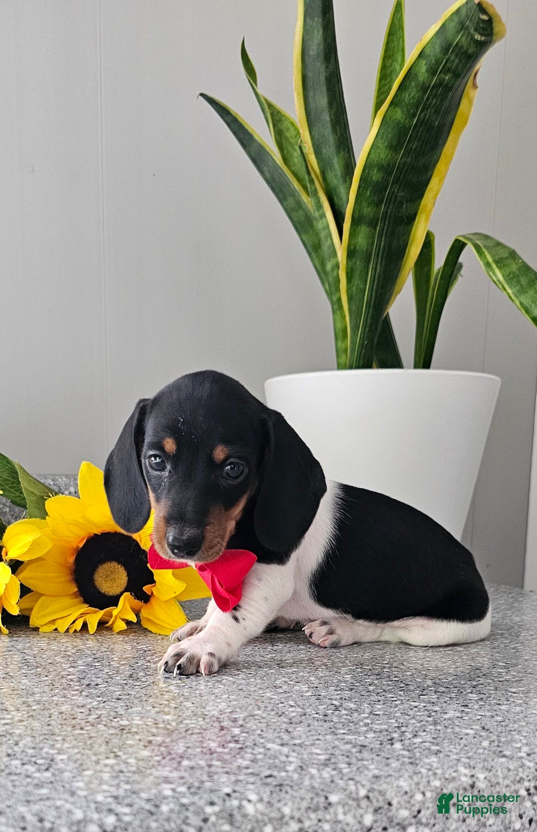Dachshund dogs for sale: Lil Peanut - Image 28