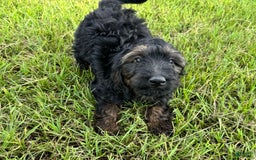 Goldendoodle dogs for sale: Lilly - Image 5