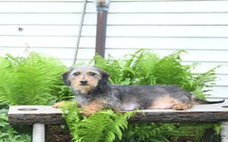 Miniature Dachshund dogs for sale: Cola - Image 31