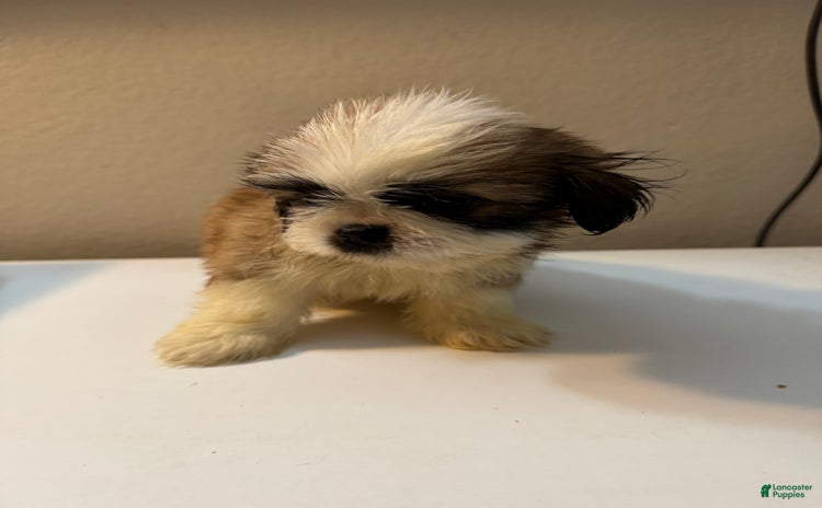 Shih Tzu dogs for sale - Ad 3