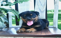 Rottweiler dogs for sale: Patrick - Image 3