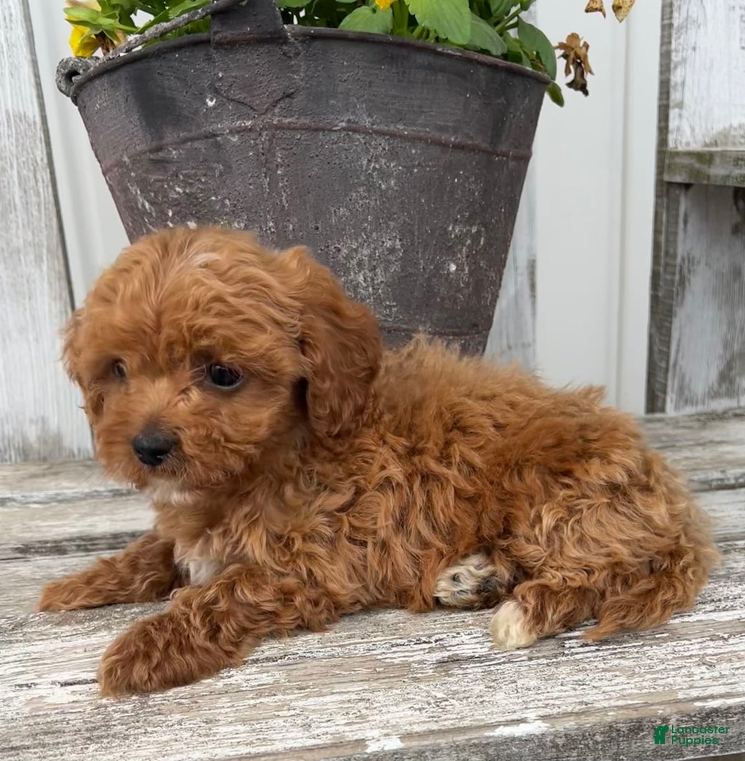 Cavapoo dogs for sale: Preston - Image 3