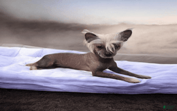 Chinese Crested dogs for sale: Cinnamon - Image 3