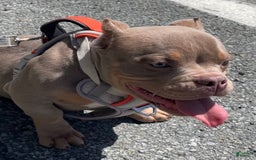 American Bully dogs for sale: Lance - Image 19