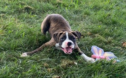 Boxer dogs for sale: River - Image 3
