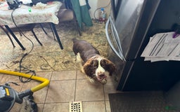 English Springer Spaniel dogs for sale: Male 2 - Image 10