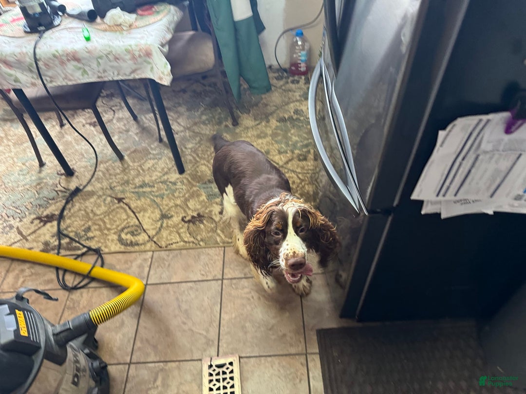English Springer Spaniel dogs for sale: Male 2 - Image 10