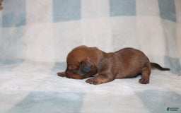 Miniature Dachshund dogs for sale: Miah Mini - Image 9