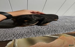 Miniature Dachshund dogs for sale: Romeo - Image 5
