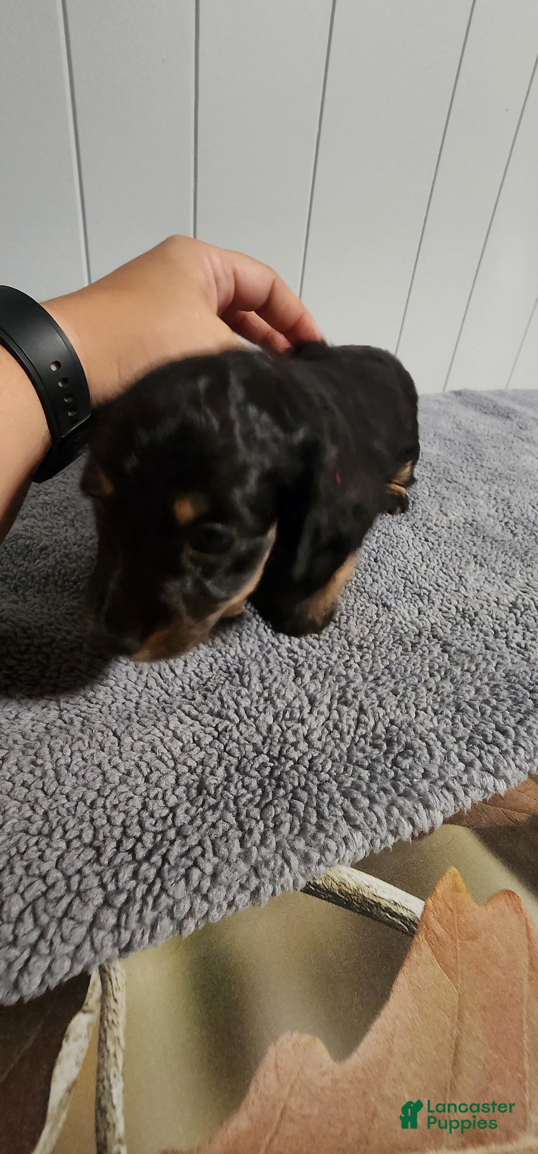 Miniature Dachshund dogs for sale: Romeo - Image 5
