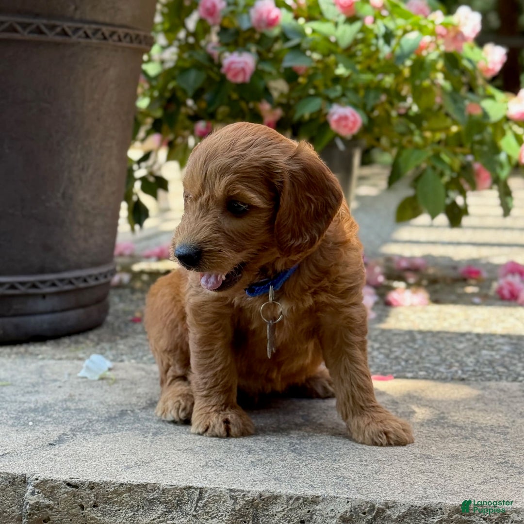 Goldendoodle dogs for sale: Jack - Image 1