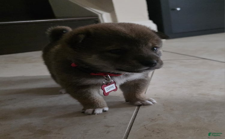 Shiba Inu dogs for sale - Ad 3