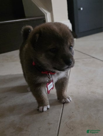 Shiba Inu dogs for sale - Ad 3