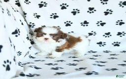 Shih Tzu dogs for sale: Felix - Image 9