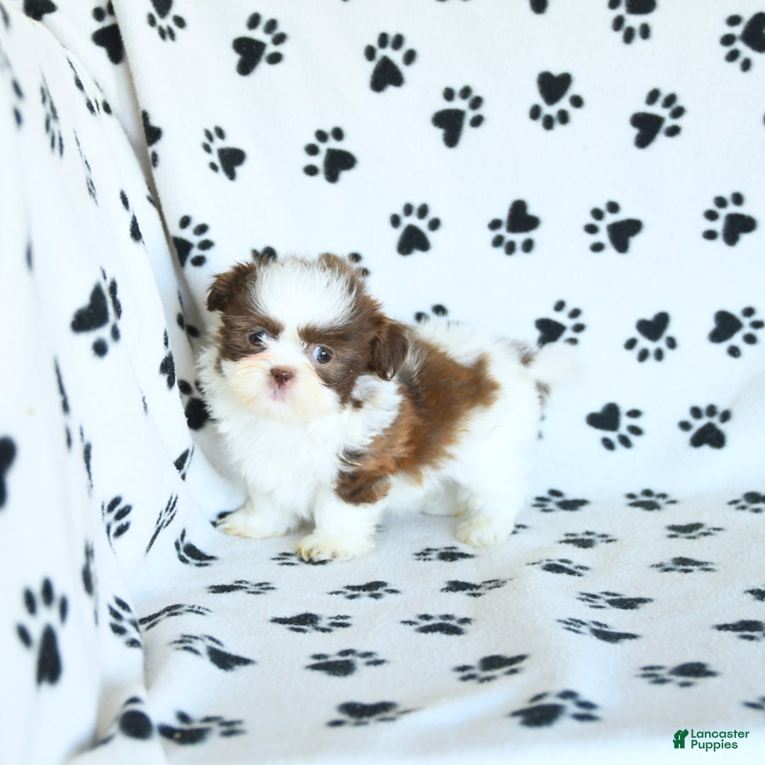 Shih Tzu dogs for sale: Felix - Image 9