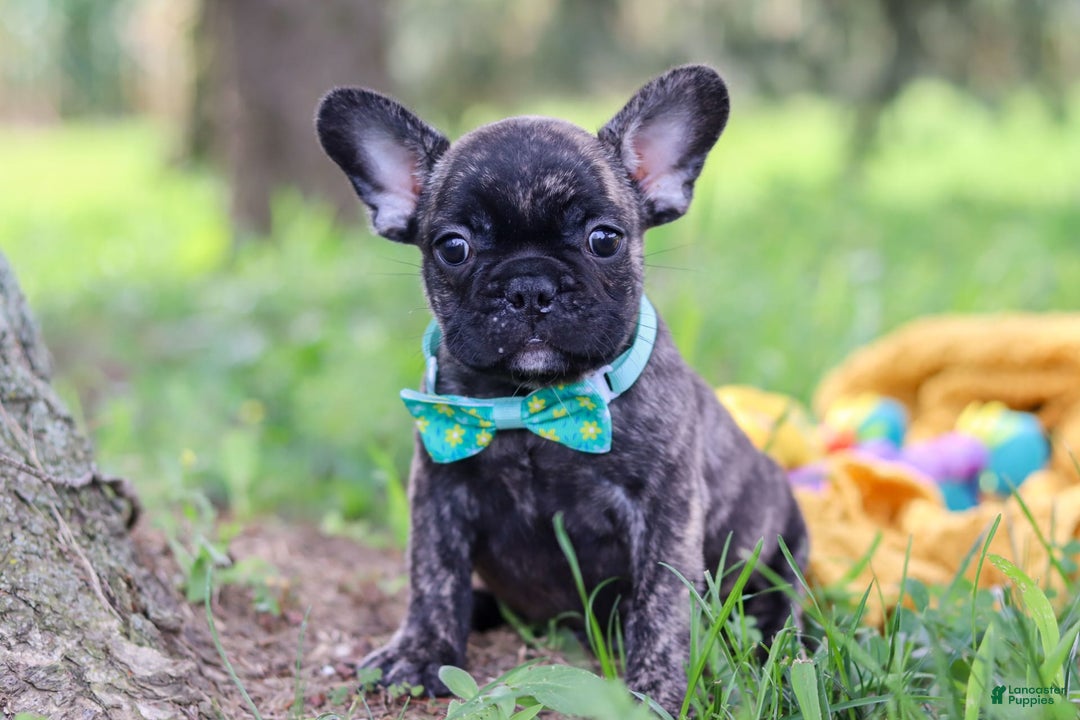 French Bulldog dogs for sale: Cade - Image 1